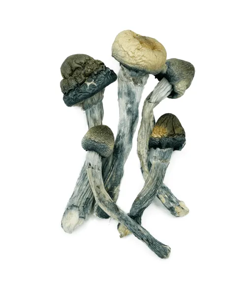 Blue Meanies Mushroom