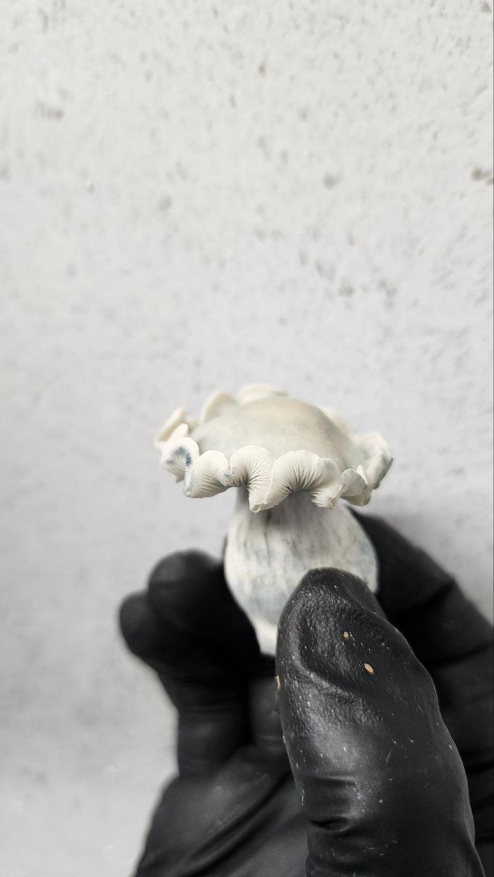 Jedi Mind Fuck - Image 3