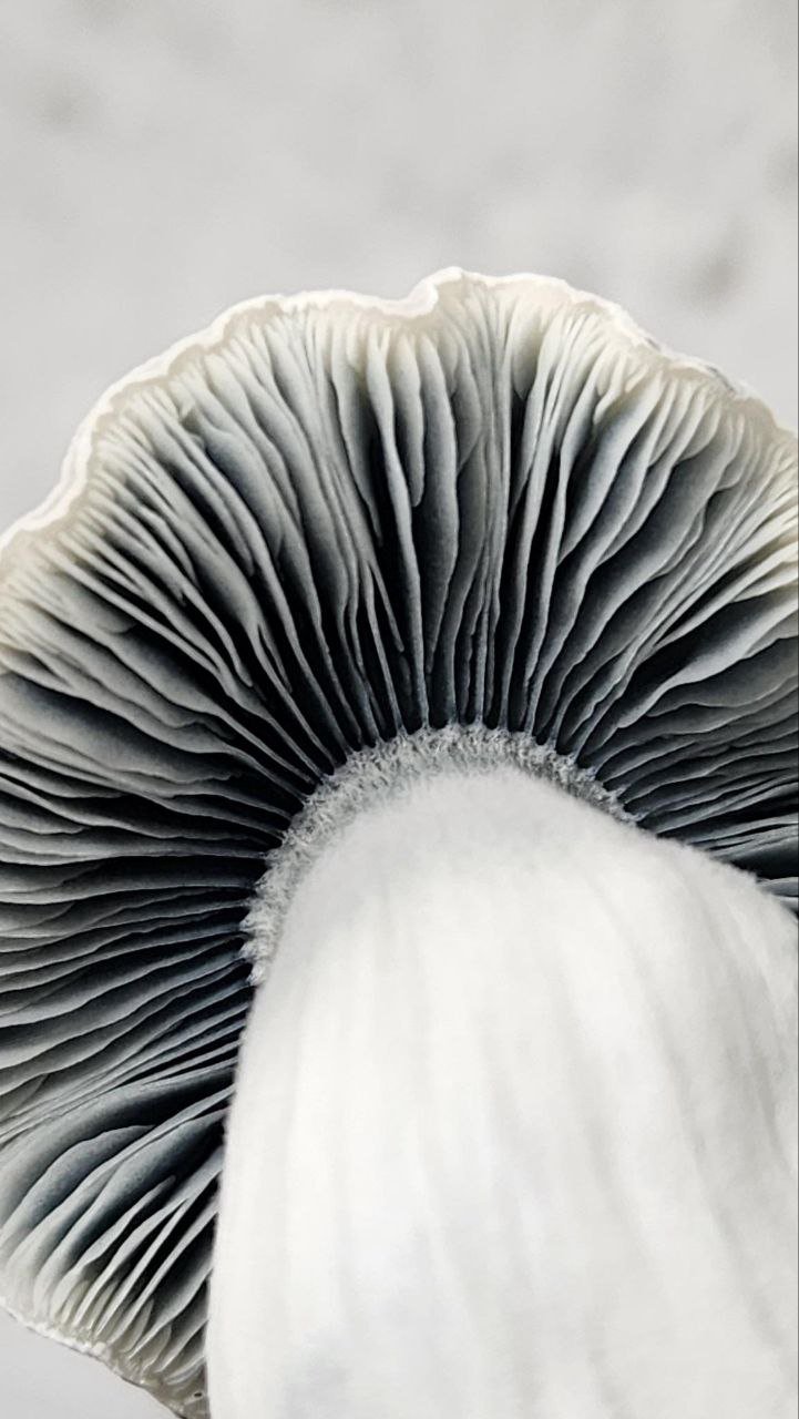 Jedi Mind Fuck - Image 2