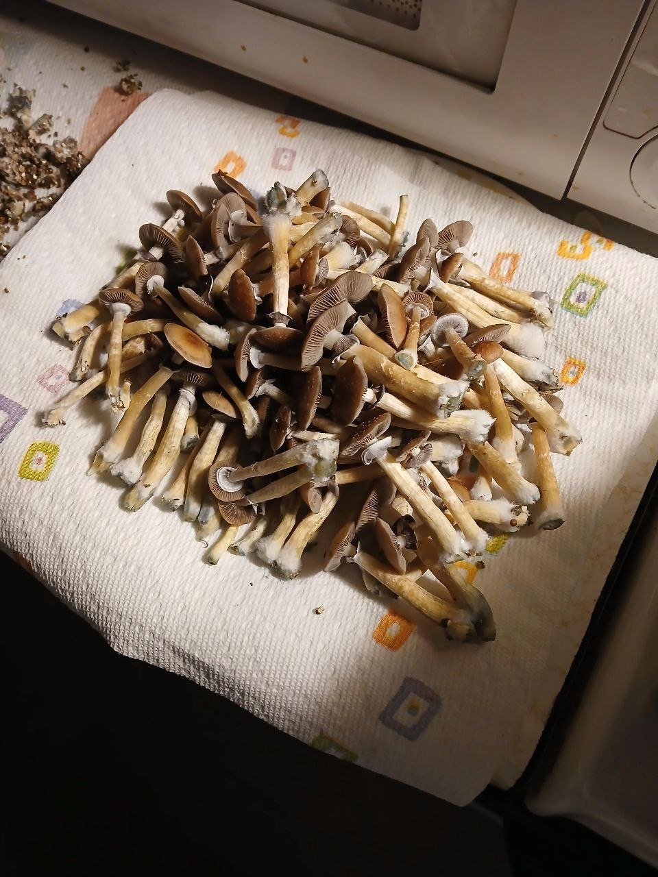 Blue Meanies Mushroom - Image 4